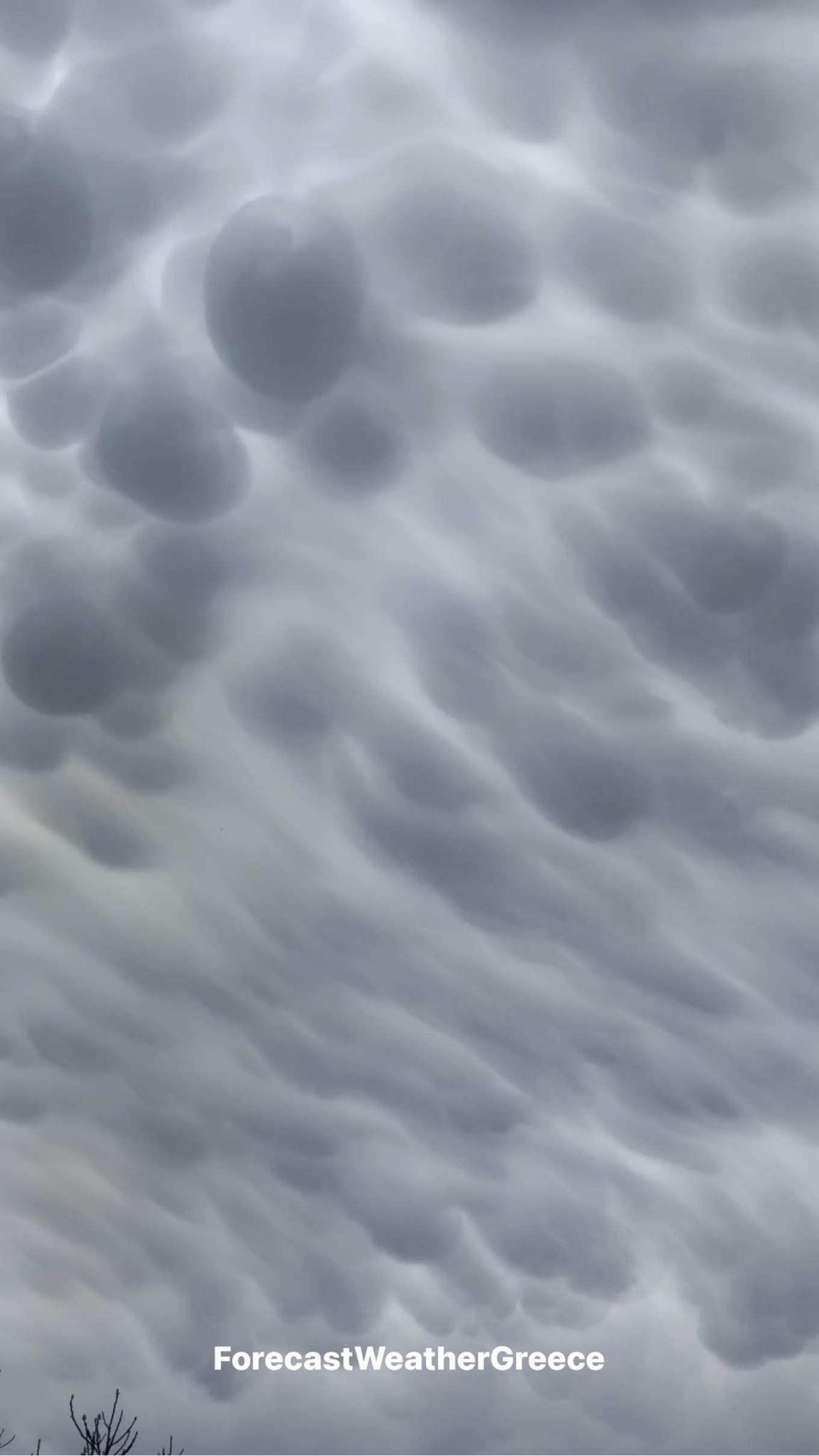 mammatus