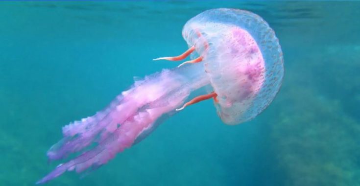 Μωβ μέδουσες