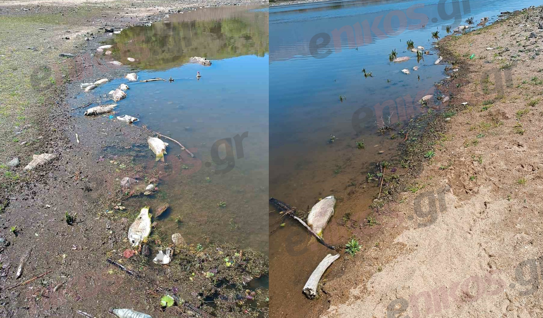 Κερκίνη Νεκρά Ψάρια