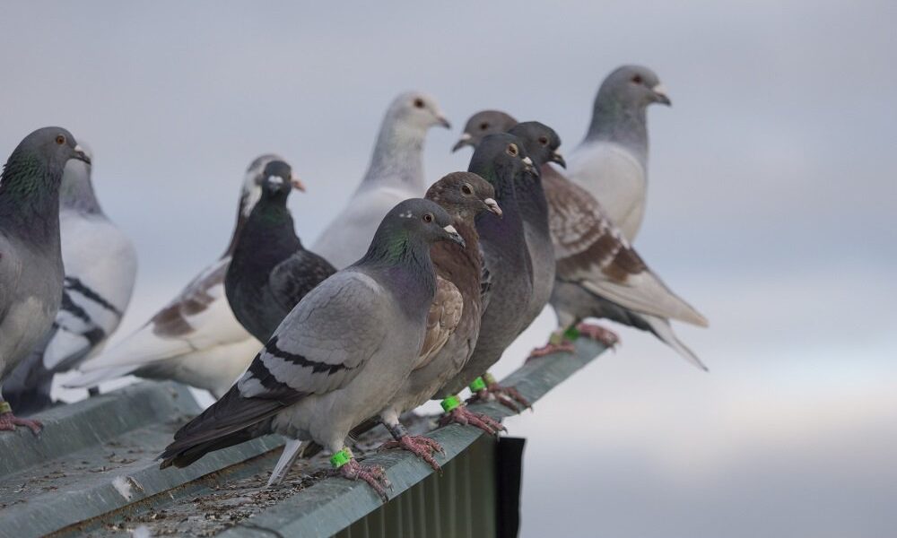 «Οι αρουραίοι του αέρα» έκαναν κατάληψη στη Θεσσαλονίκη – Οι «Ghostbusters» των περιστεριών έτοιμοι για δράση