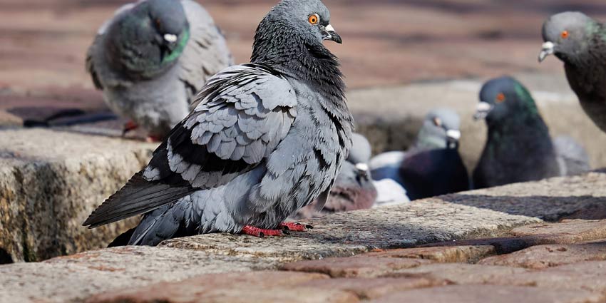 Περιστέρια