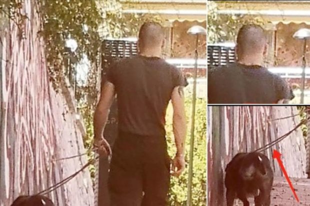 πιτμπουλ Βύρωνας