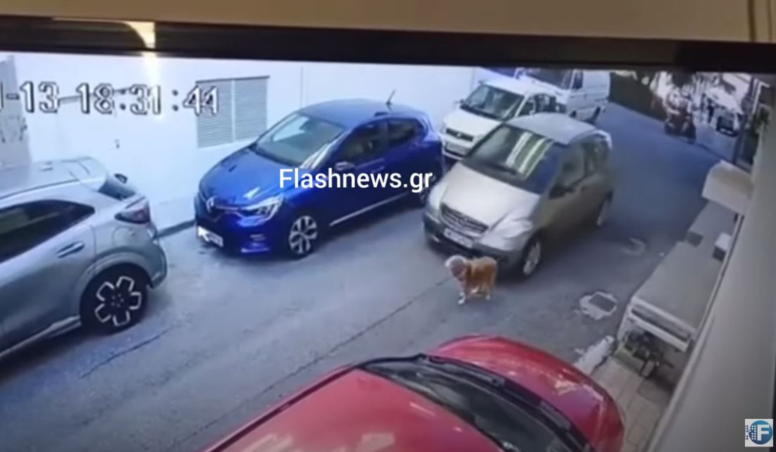 Οργή στο Ηράκλειο: Οδηγός είδε τον σκύλο στον δρόμο και τον πάτησε με φόρα – Βίντεο-σοκ