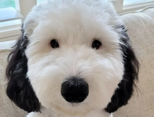 Σνούπι Bayley’