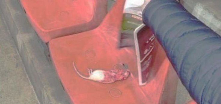 Βέλγιο Σταντάρ Λιέγης Αρουραίος