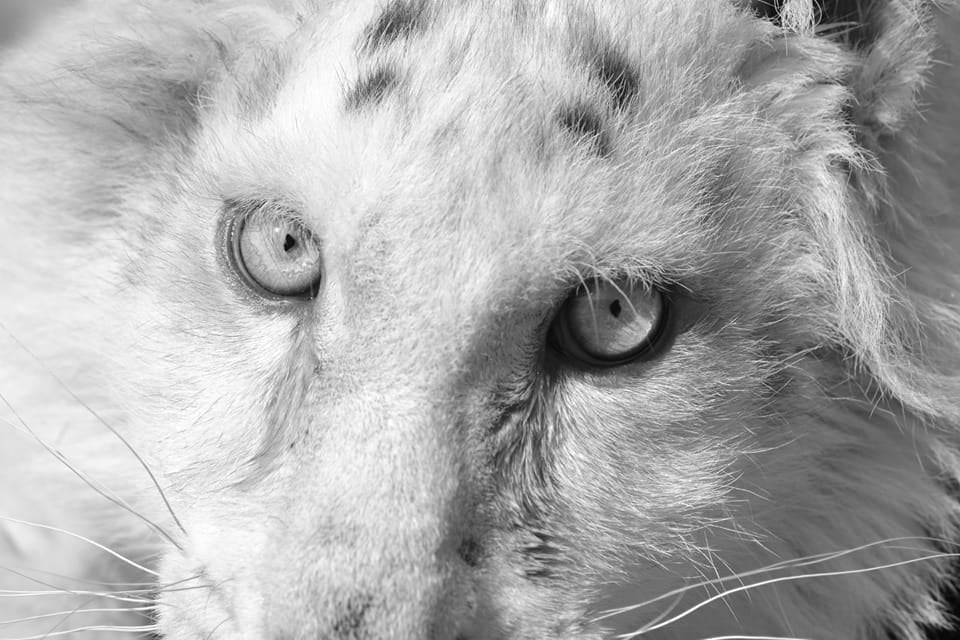 Αττικό Πάρκο: Έγινε ευθανασία στο λευκό τιγράκι – Το «αντίο» από τους ανθρώπους που φρόντιζαν την «Χασίγια»