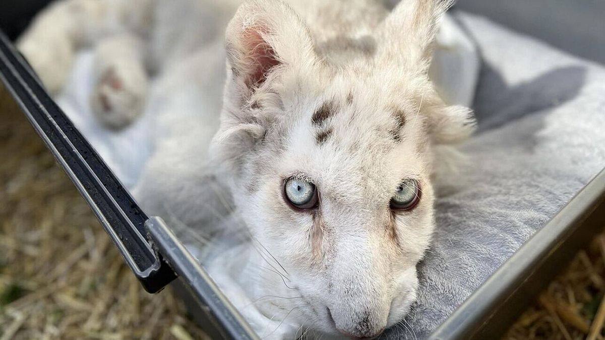 Χασίγια: Οργή των ζωοφιλικών σωματείων για την πιθανή ευθανασία – Ζητούν προστασία των ζώων