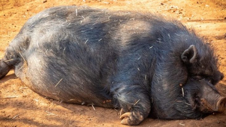 αφρικανική πανώλη των χοίρων