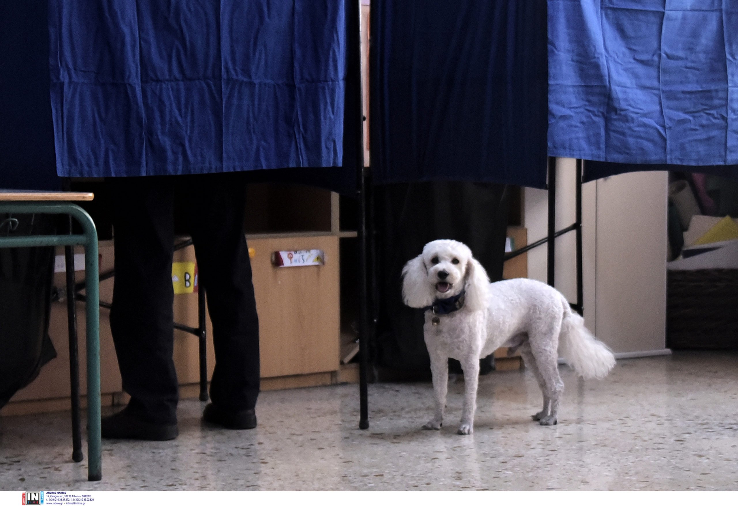 εκλογές σκυλάκι