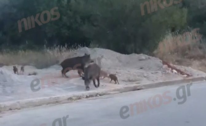 Αγριογούρουνα