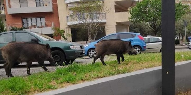 αγριογούρουνα