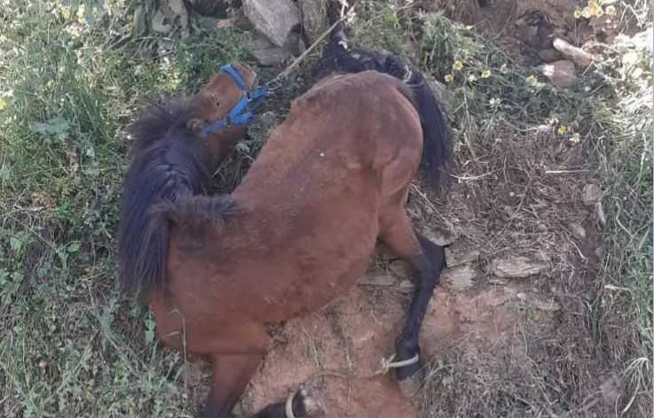 Άλογο στην Τζιά- κακοποίηση ζώου