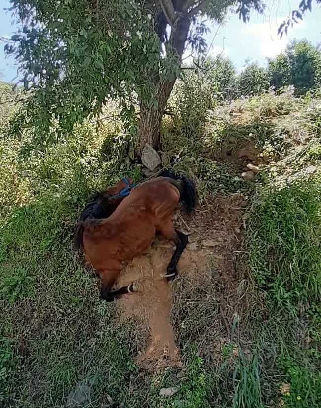 Κακοποίηση αλόγου στην Τζια