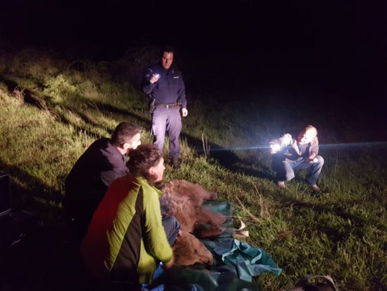 Αρκούδα Θεσσαλονίκη