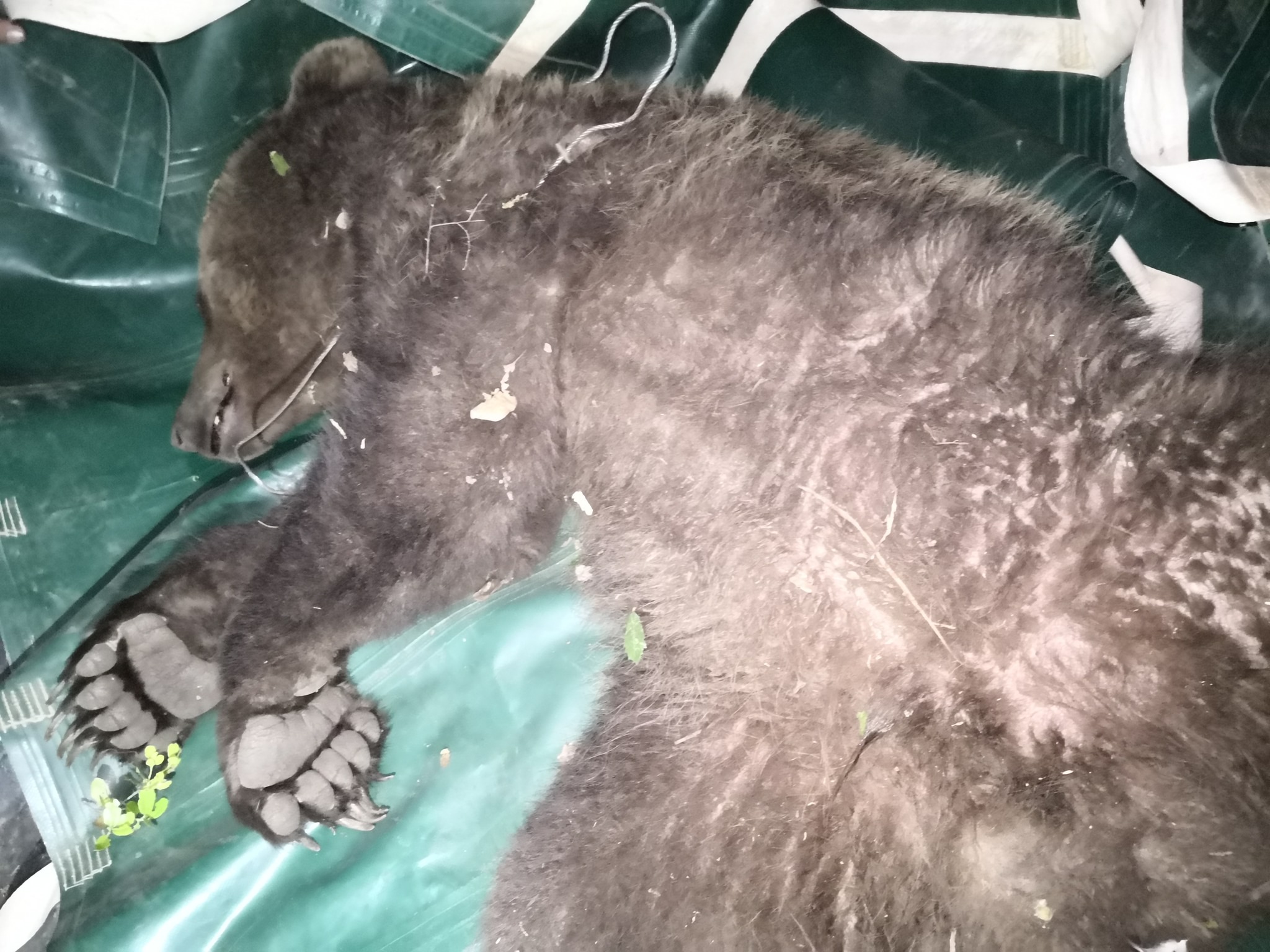 Αρκούδα Θεσσαλονίκη