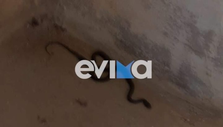 φίδι Σκύρος