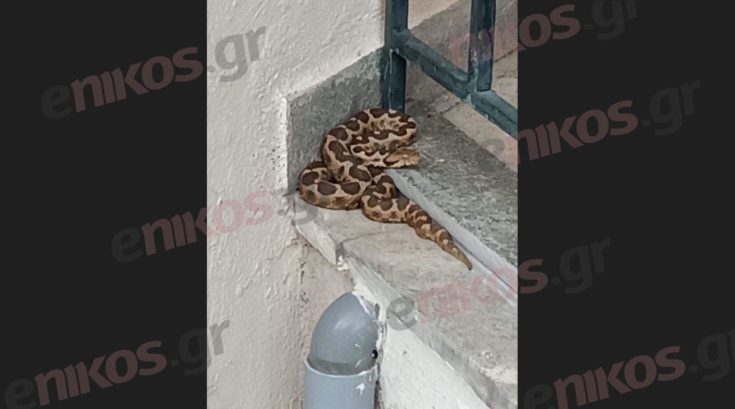 Οχιά στην Θεσσαλονίκη