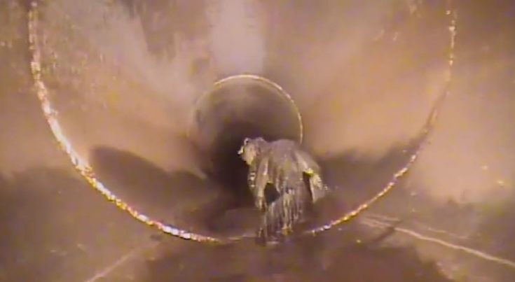 αλιγάτορας