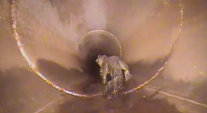 αλιγάτορας