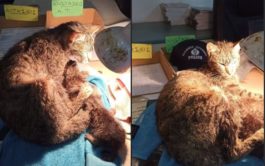 Αστυνομικοί έσωσαν γάτες