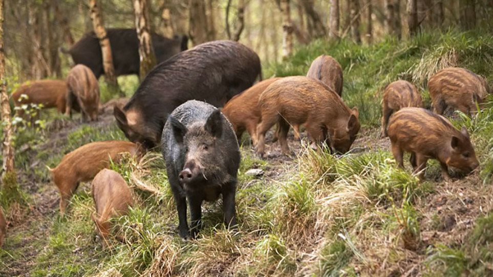 αγριογούρουνα