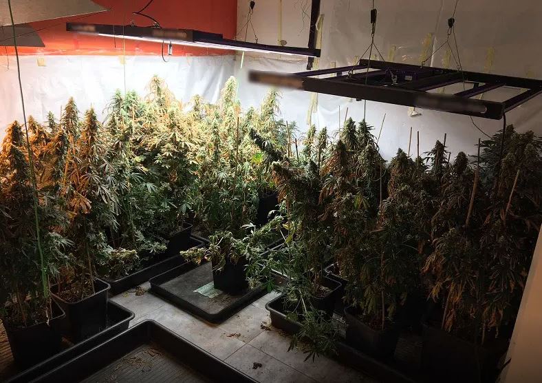 Κύκλωμα καλλιεργούσε φυτά κάνναβης σε βίλες στην Αττική – Δύο συλλήψεις, κατασχέθηκαν περισσότερα από 30 κιλά χασίς