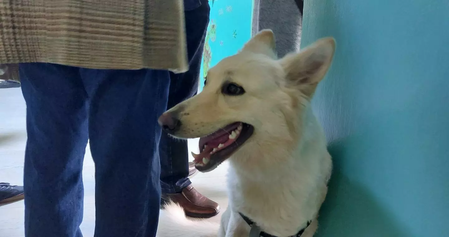 Εκλογές 2023: Σκύλος έγινε σταρ σε εκλογικό κέντρο της Κρήτης