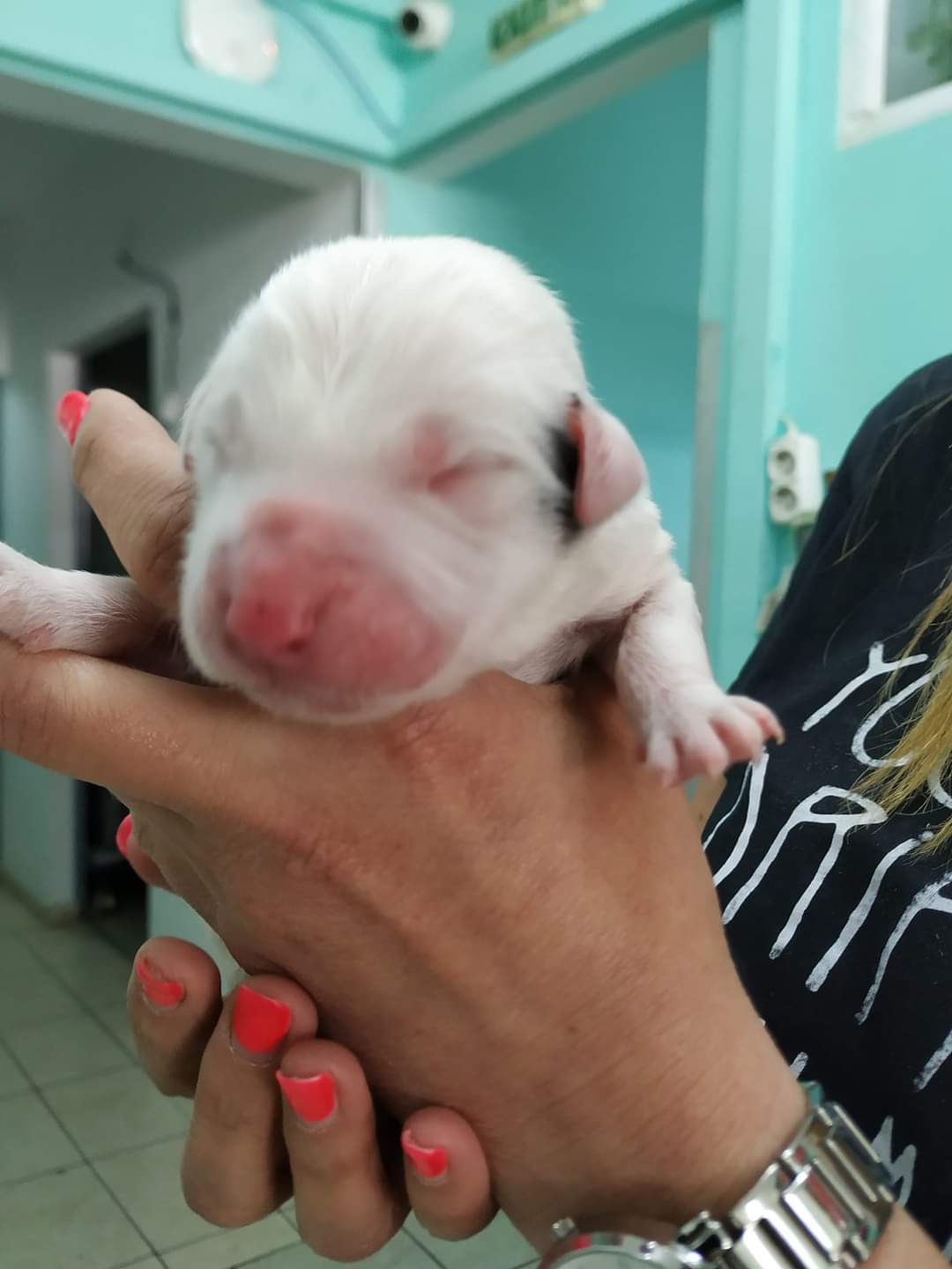 κουτάβι Λαμία