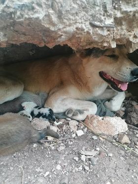 κουτάβι Λαμία1