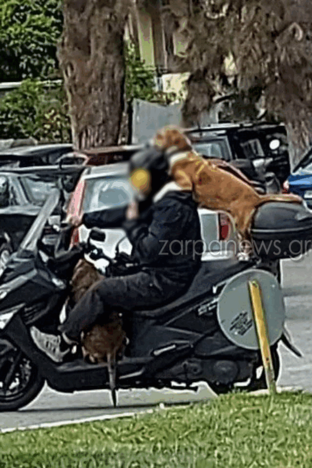 Κρήτη μηχανάκι σκύλοι