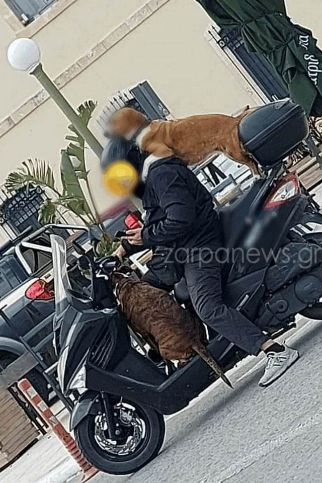 Κρήτη μηχανάκι σκύλοι