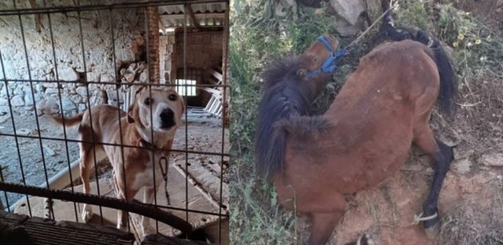 Κακοποίηση ζώων