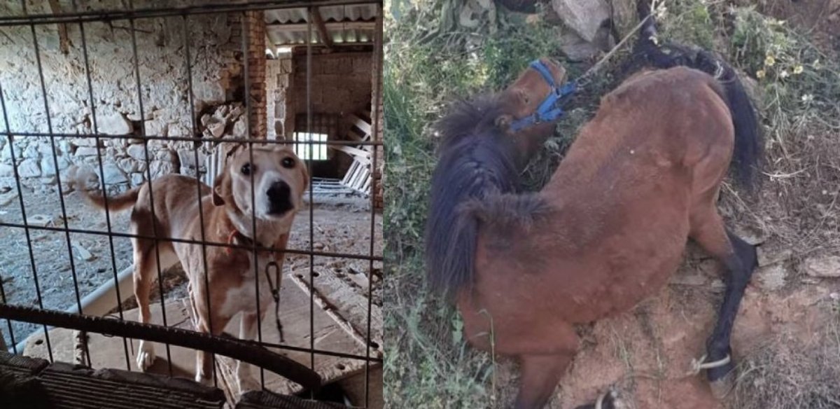 Κακοποίηση ζώων