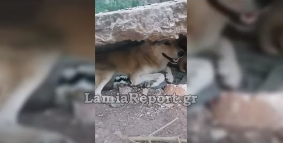 Συγκινητικό: Σκυλίτσα στη Λαμία “υιοθέτησε” νεογέννητο κουτάβι