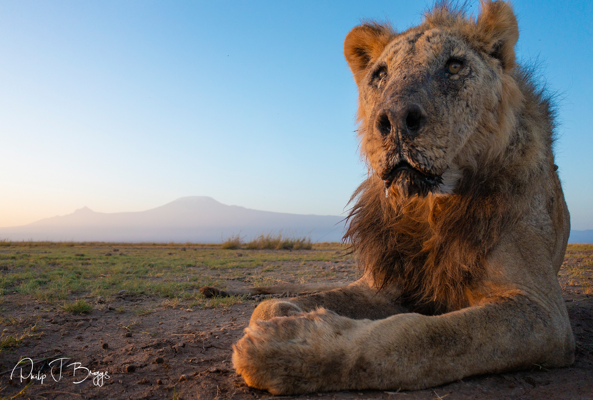Kένυα: Κτηνοτρόφοι Μασάι σκότωσαν το γηραιότερο λιοντάρι της χώρας – Επιχείρησε να επιτεθεί στα ζώα τους