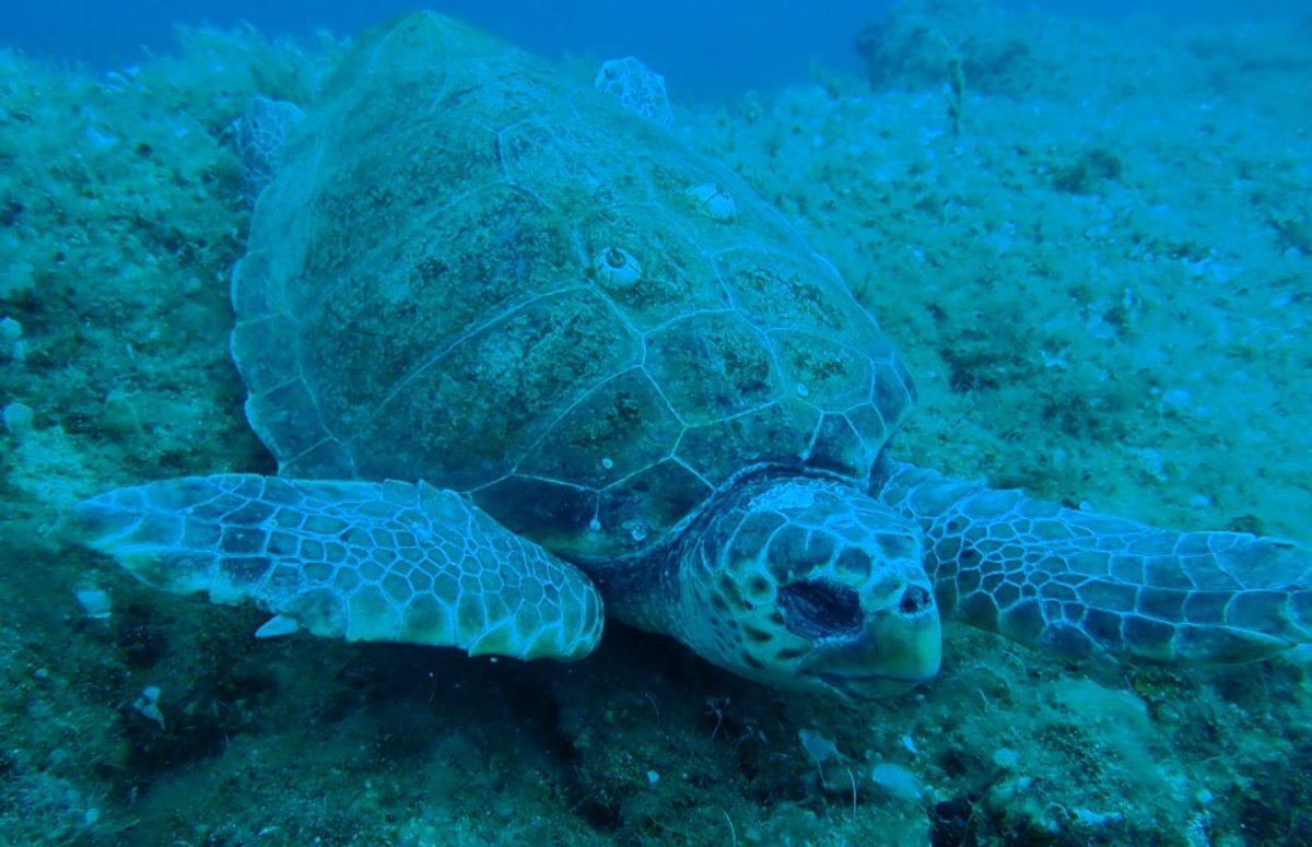 Νάξος Χελώνα