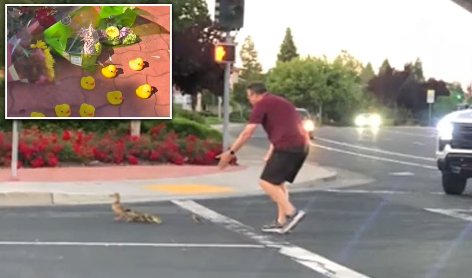 ΗΠΑ: Βοήθησε πάπιες να περάσουν τον δρόμο και παρασύρθηκε από αυτοκίνητο – «Τα παιδιά του είδαν το τροχαίο»