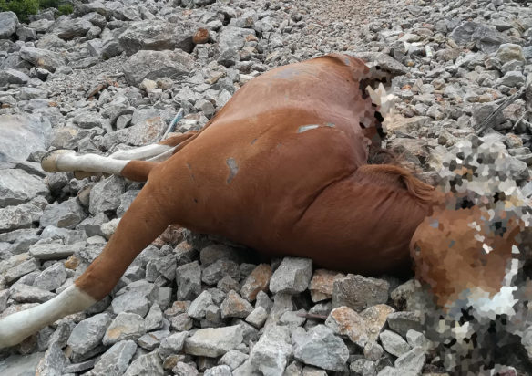 Πάρνηθα Νεκρά άλογα