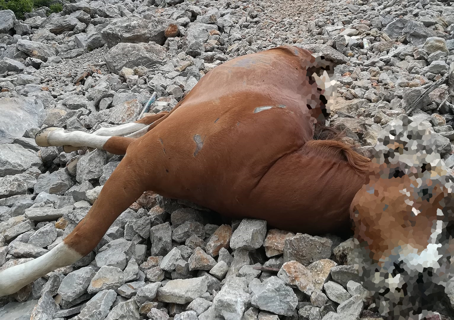 Πάρνηθα Νεκρά άλογα