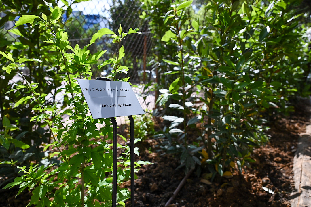 Δήμος Αθηναίων πλατεία «Σοφία Βέμπο»