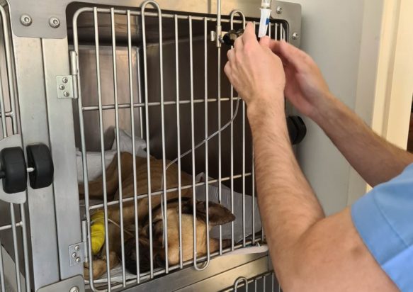 Σκύλος Ηλεία