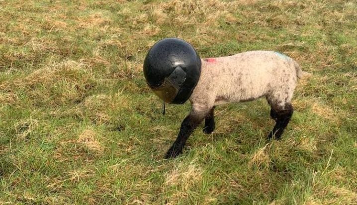 Σκωτία Αρνάκι