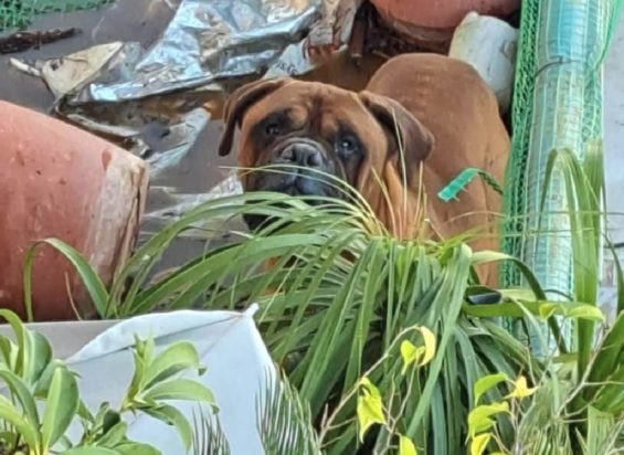 Αμαλιάδα σκύλος