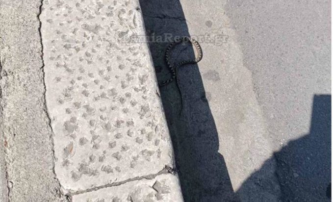 Φίδι στην Λαμία