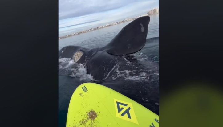 φάλαινα Αργεντινή