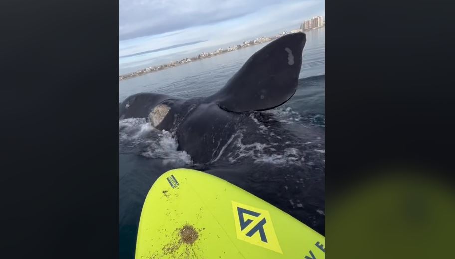 φάλαινα Αργεντινή