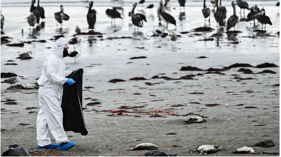 Νεκρά πουλιά στην Χιλή