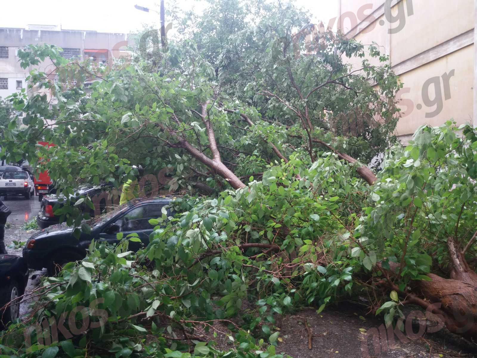 Κακοκαιρία στην Θεσσαλονίκη: Δέντρο έπεσε σε αυτοκίνητα
