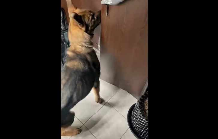 Θεσσαλονίκη: O «Vector» ξετρύπωσε ναρκωτικά κρυμμένα σε ντουλάπα – ΦΩΤΟ και ΒΙΝΤΕΟ