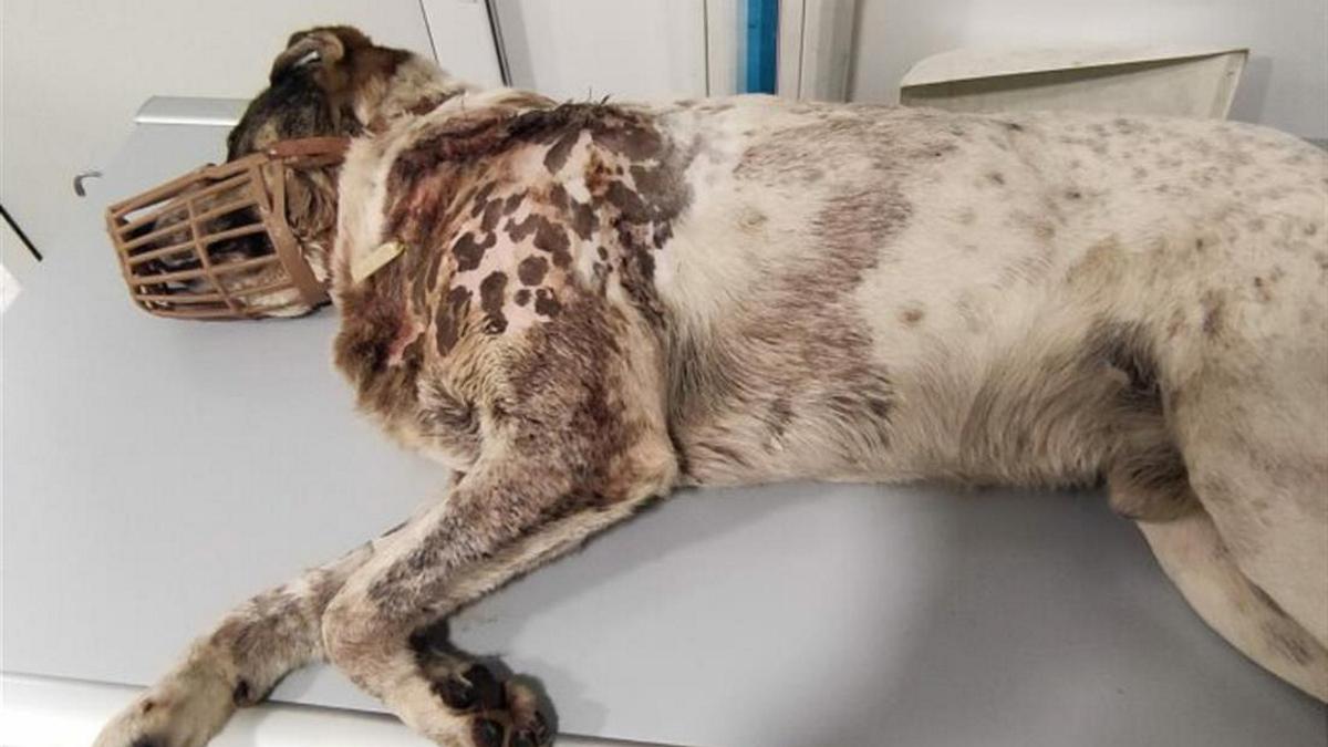 Πήλιο: Ακόμη μία κακοποίηση ζώου – Πυροβόλησε και σκότωσε αδέσποτο σκύλο – Προσοχή, σκληρές εικόνες